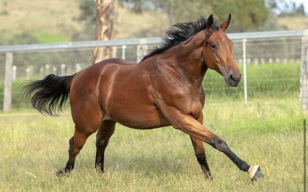 Mustang Mary