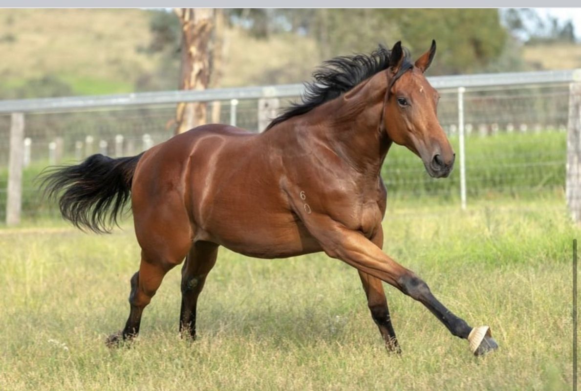Mustang Mary