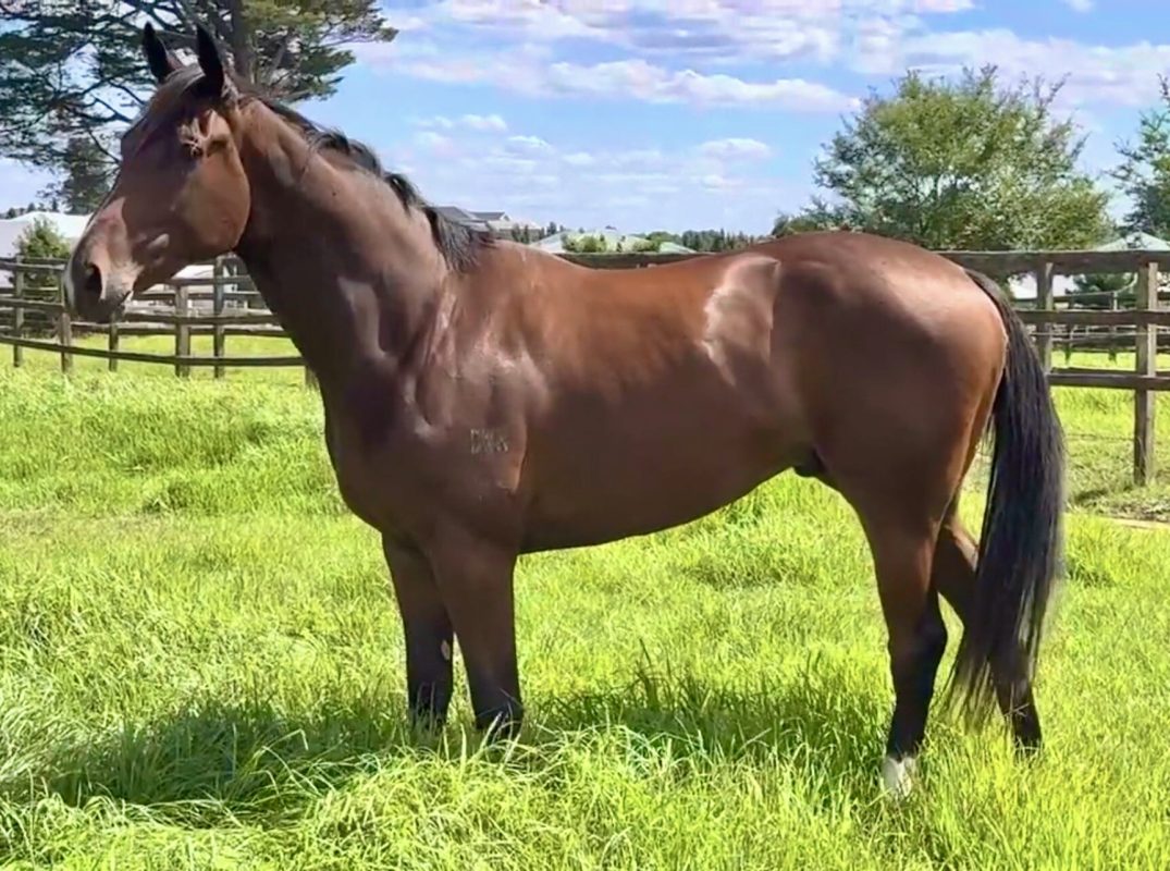 Un-named (Prized Icon – Go Go Chanel)