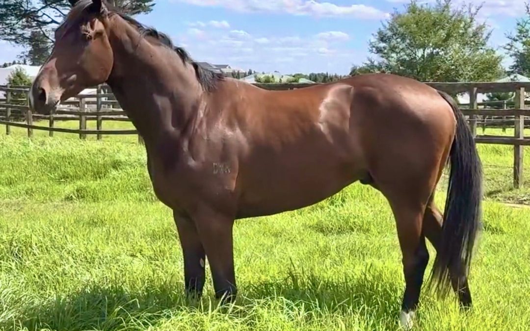 Un-named (Prized Icon – Go Go Chanel)