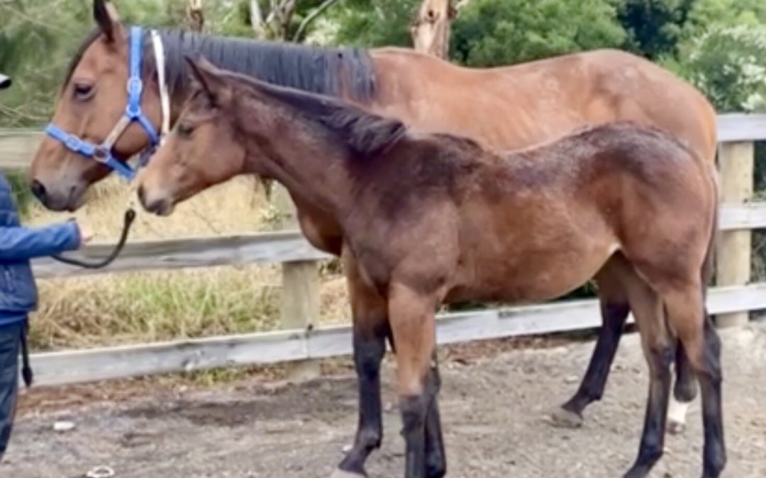 Un-named (Grunt – Mustang Mary)