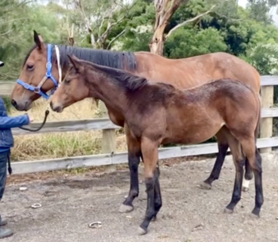 Un-named (Grunt – Mustang Mary)