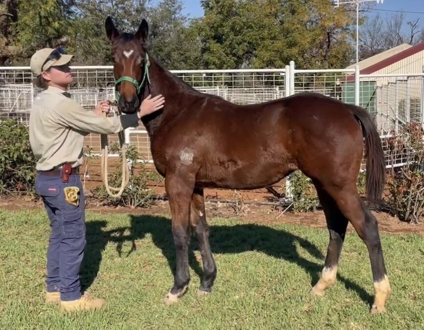 Un-named (Prized Icon – Go Go Chanel) 24